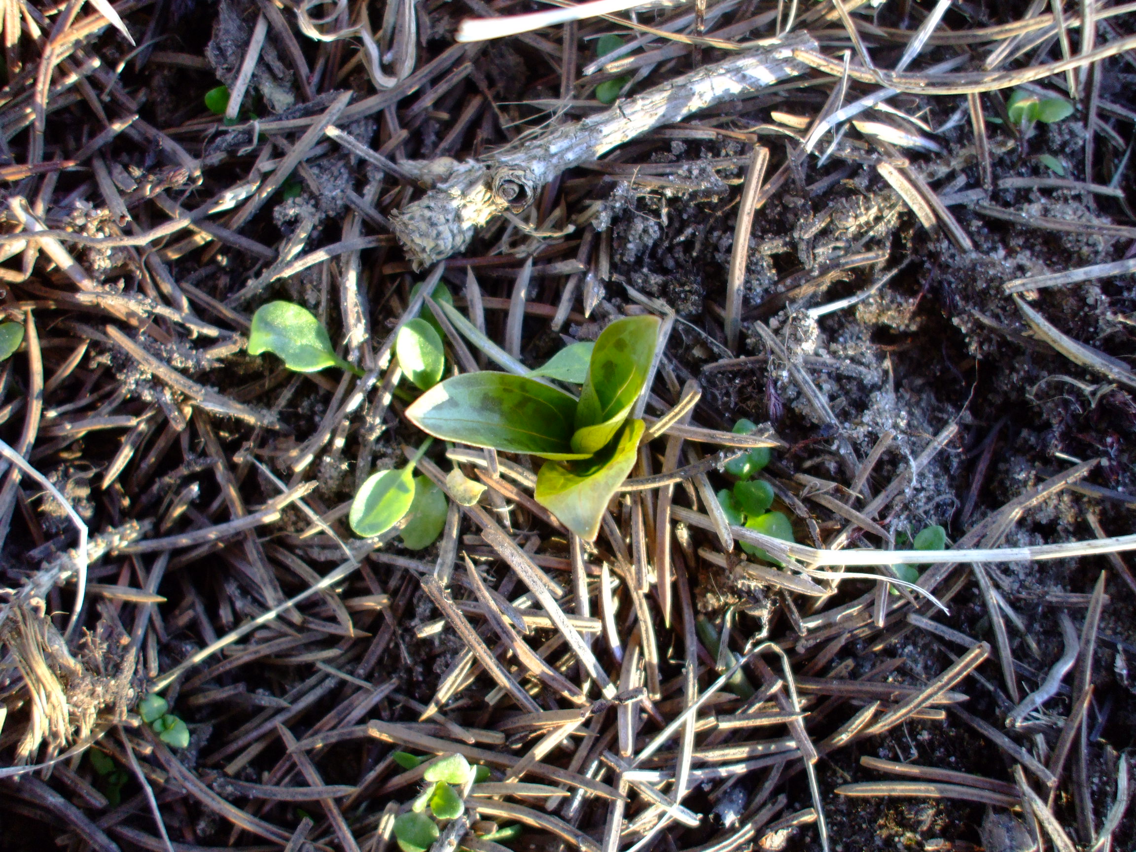 Trillium underwoodii